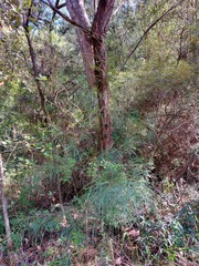 Acacia longissima