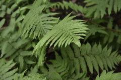 Deparia