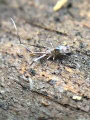 Paronellidae
