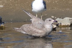 Larus glaucescens
