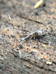 Paronellidae