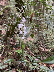 Calanthe aristulifera