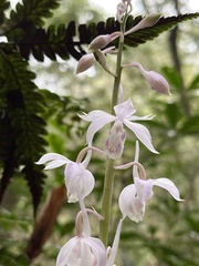 Calanthe aristulifera
