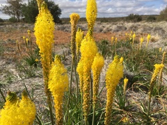 Bulbinella latifolia