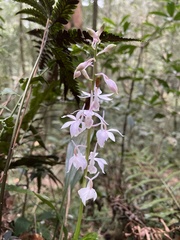 Calanthe aristulifera