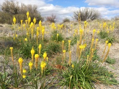 Bulbinella latifolia