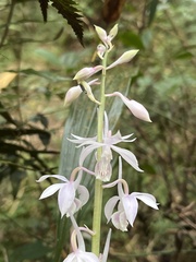 Calanthe aristulifera