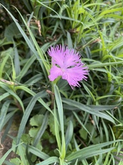 Dianthus chinensis