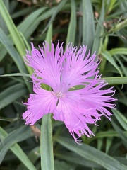 Dianthus chinensis