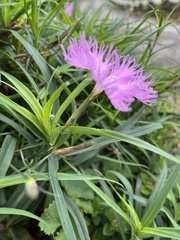 Dianthus chinensis