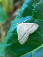 Scopula lydia