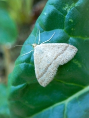 Scopula lydia