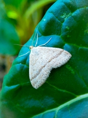 Scopula lydia