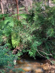 Grevillea longifolia