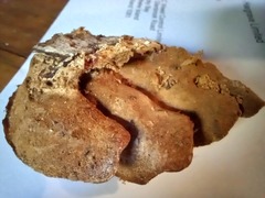 Metuloidea rhinocephala