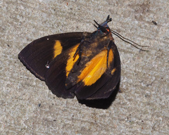Eudocima iridescens