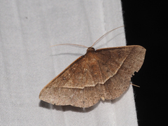 Epidesmia phoenicina