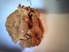 Metuloidea rhinocephala