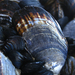 California Mussel - Photo (c) tsoleau, some rights reserved (CC BY-NC-ND)