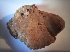 Metuloidea rhinocephala