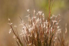 Schizachyrium condensatum
