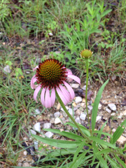 Echinacea atrorubens