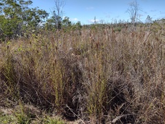Schizachyrium condensatum