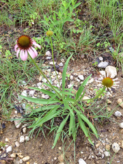 Echinacea atrorubens