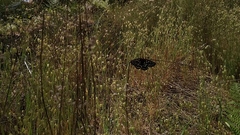 Euphydryas chalcedona chalcedona