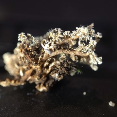 Stereocaulon sterile