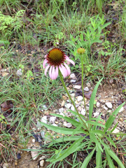 Echinacea atrorubens