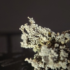Stereocaulon sterile