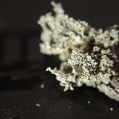 Stereocaulon sterile