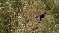 Euphydryas chalcedona chalcedona
