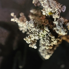 Stereocaulon sterile