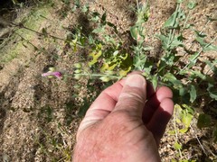 Penstemon pseudospectabilis