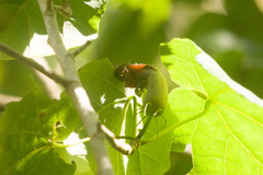 Hibiscadelphus giffardianus, photograph (c) Kevin Faccenda, some rights reserved (CC BY)