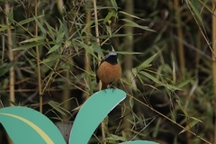 Phoenicurus auroreus