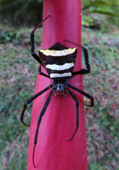 Argiope reinwardti