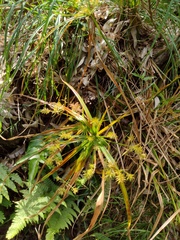 Cyperus meyenianus
