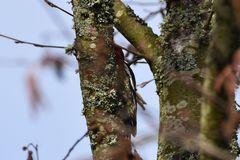 Sphyrapicus ruber