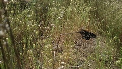 Euphydryas chalcedona chalcedona