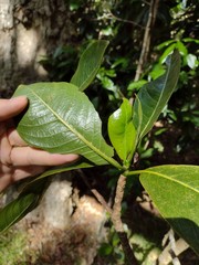 Psychotria hawaiiensis