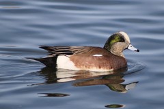 Mareca americana