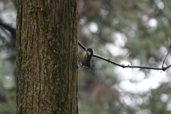 Periparus venustulus