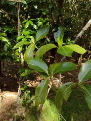 Psychotria hawaiiensis