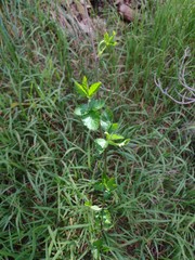 Rubus argutus