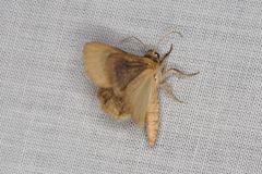 Heliocheilus moribunda