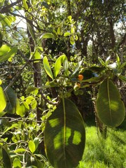 Psychotria hawaiiensis