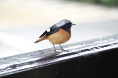 Phoenicurus auroreus